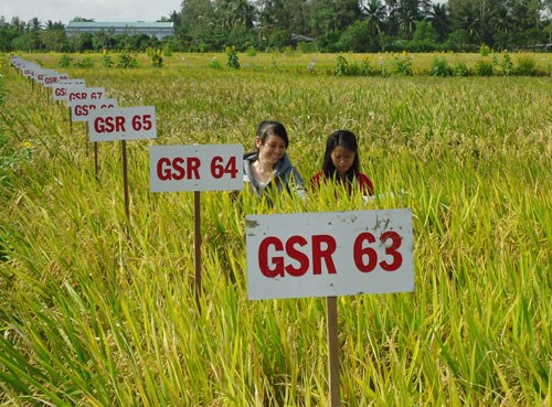 Đặt hàng trong nông nghiệp phải xuất phát từ cuộc sống (01/11/2016)